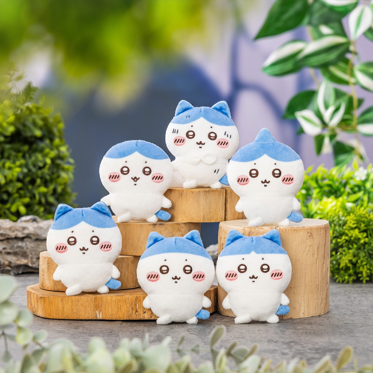 20260217_ハチワレだらけくじ