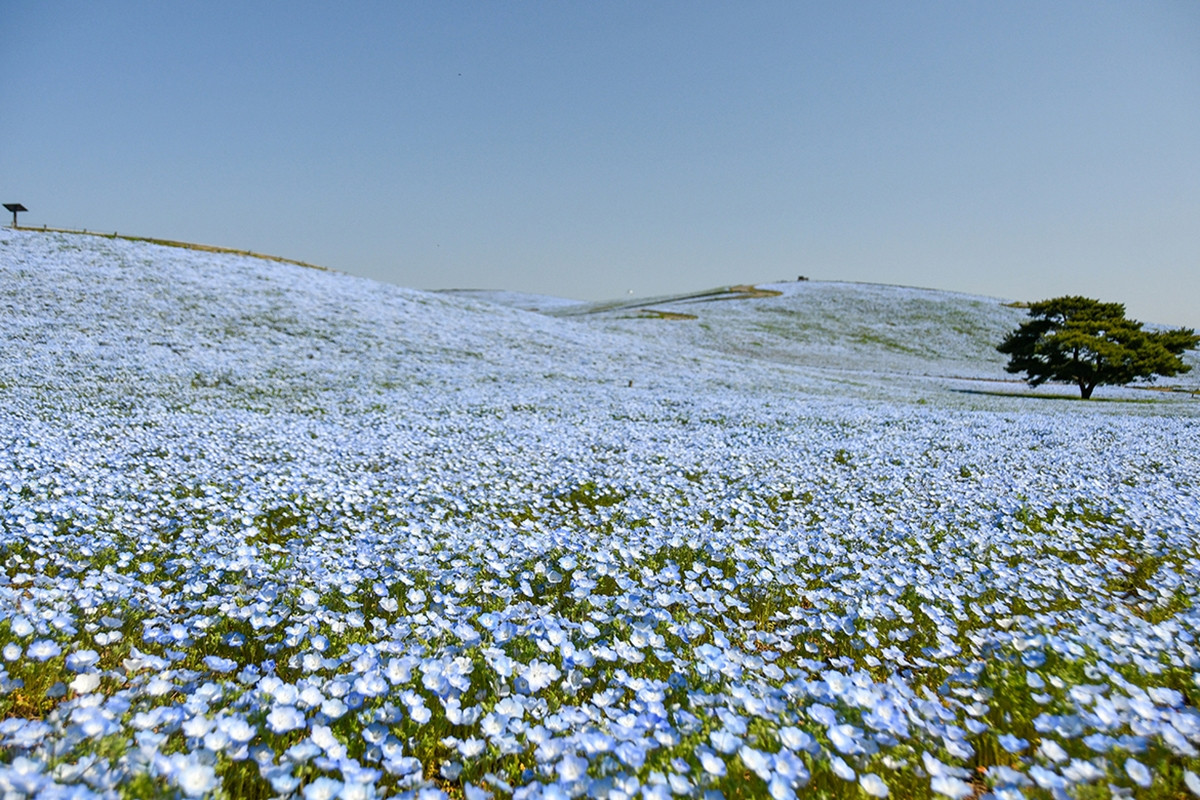 20260403_ネモフィラ