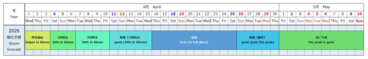 20260403_ネモフィラ