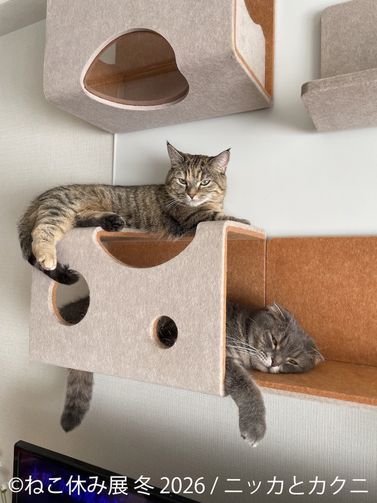 2026.1.17ねこ休み展