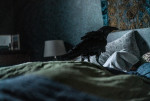 ベッドに止まる一羽のカラス…映画『フェザーズ　その家に巣食うもの』新場面写真