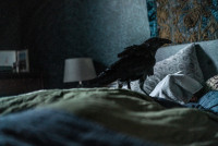 ベッドに止まる一羽のカラス…映画『フェザーズ　その家に巣食うもの』新場面写真