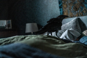 ベッドに止まる一羽のカラス…映画『フェザーズ　その家に巣食うもの』新場面写真