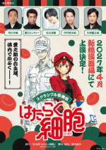 スクランブル歌舞伎『はたらく細胞』速報チラシビジュアル