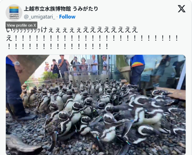 「勢い強すぎて大笑い」「想像以上でびっくり」　うみがたり、ペンギンの大行進が10万「いいね」越えで話題
