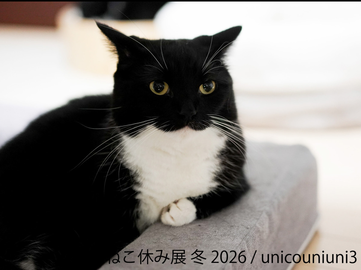 2026.1.17ねこ休み展