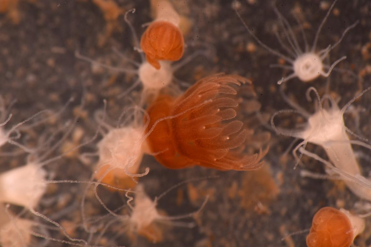 260226「えのすいで発見!!　たまごっちと海のなかまたち！」