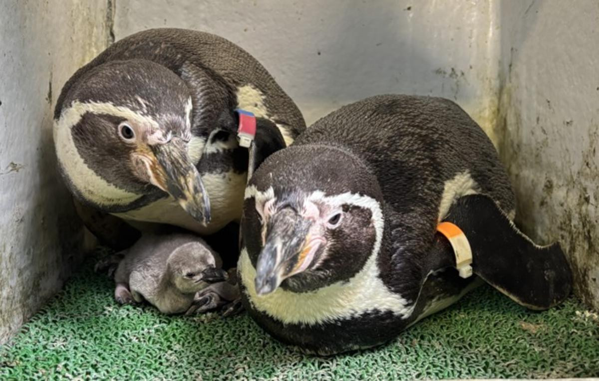 260226「えのすいで発見!!　たまごっちと海のなかまたち！」