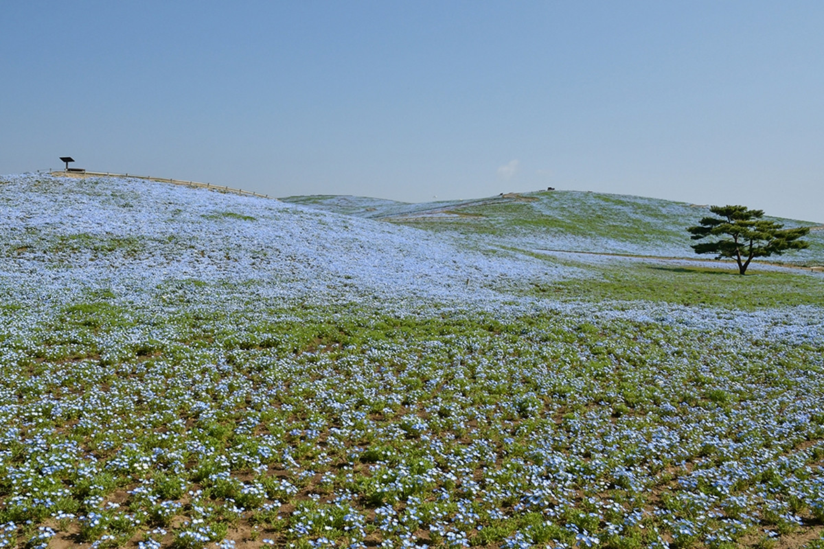 20260403_ネモフィラ