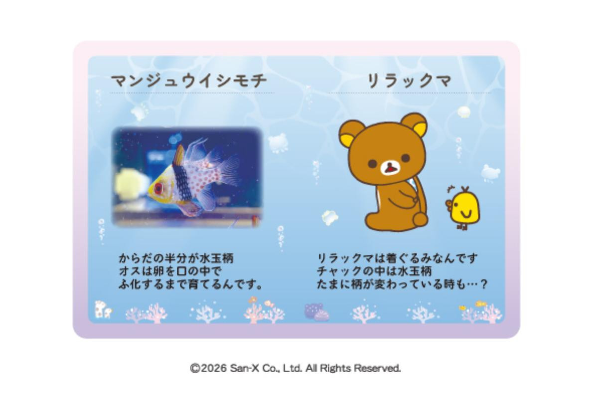260531「リラックマ × 上越市立水族博物館 うみがたり」