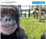 マイケル・ジャクソンの愛猿バブルスくん　現在43歳に（2026年4月の投稿）　※「Center for Great Apes」Instagram