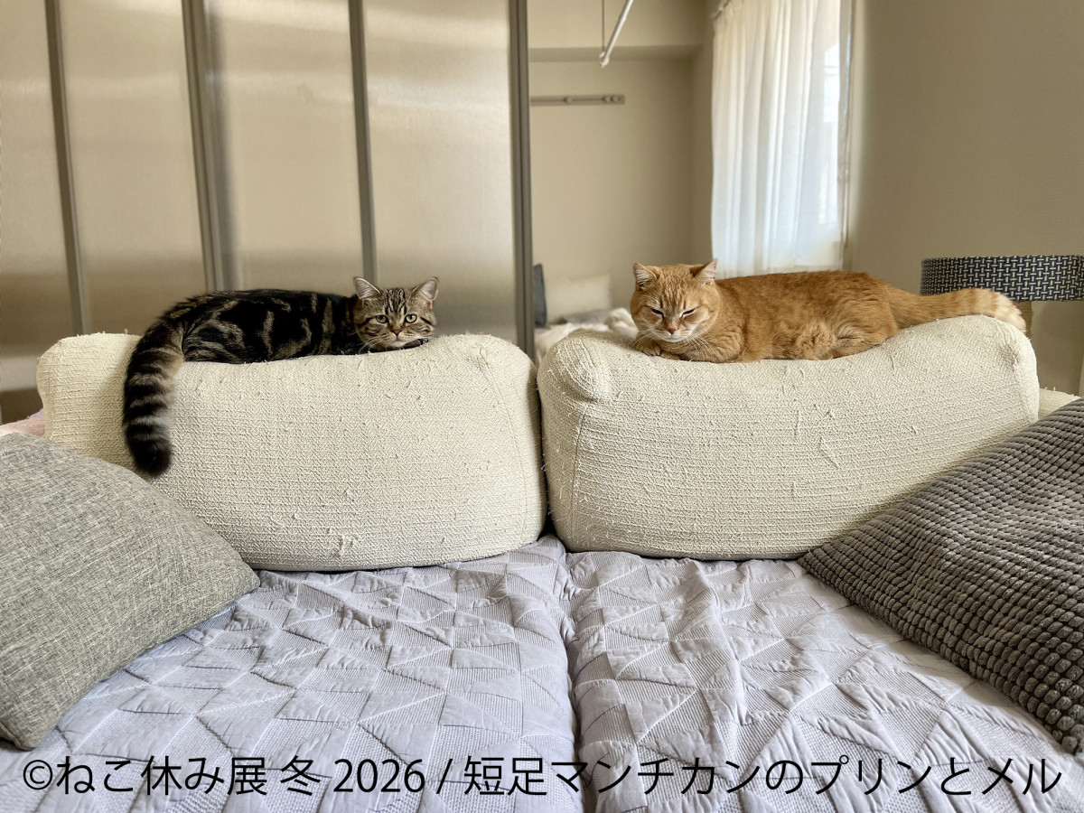 2026.1.17ねこ休み展