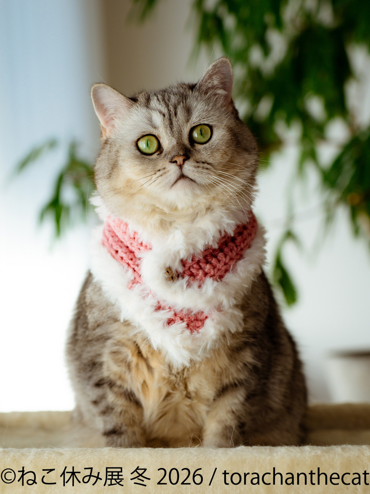 2026.1.17ねこ休み展