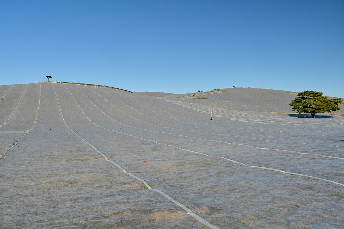 20260403_ネモフィラ