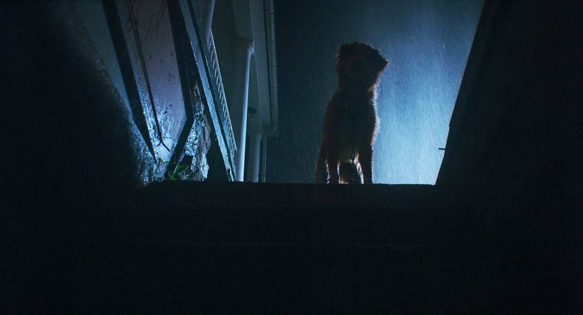 『グッド・ボーイ』犬のインディだけに見える“邪悪な何か”とは――特報＆場面写真一挙解禁