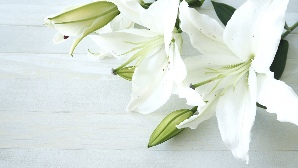 20250406_ゼパ死去