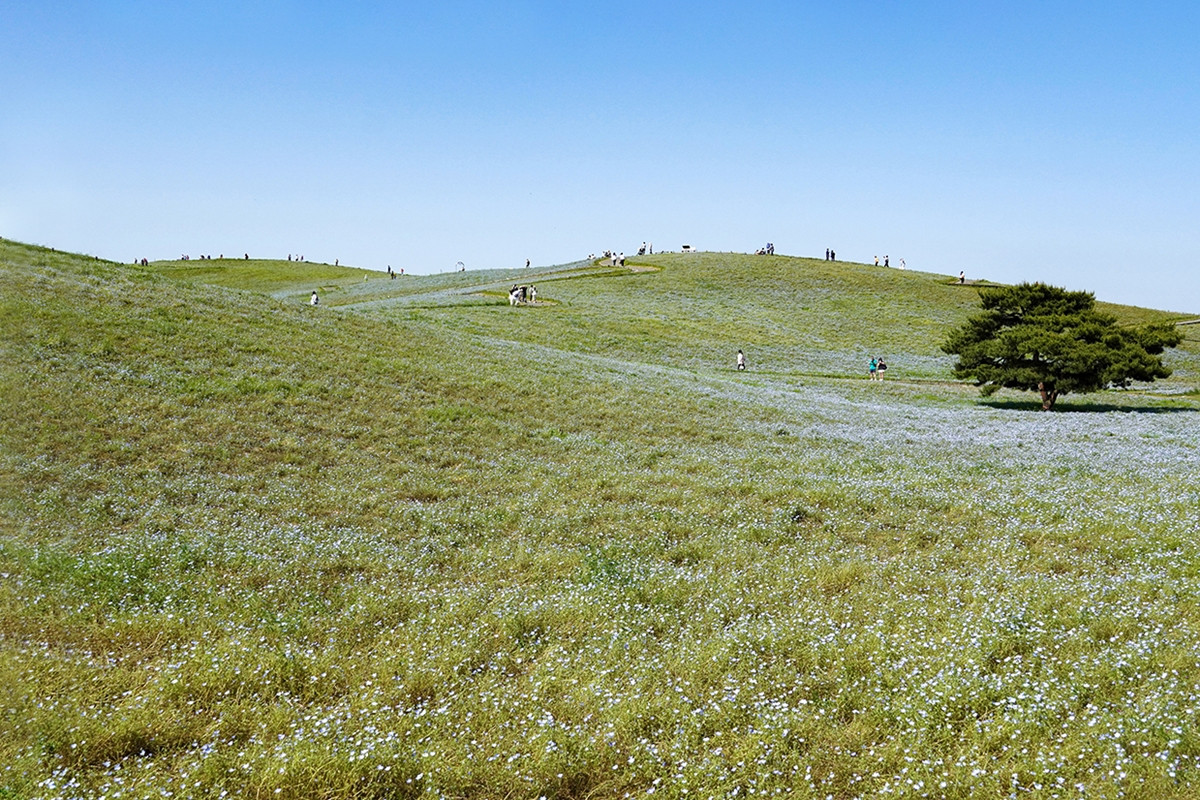 20260403_ネモフィラ