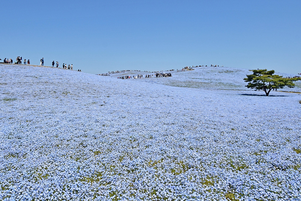 20260403_ネモフィラ