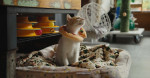 映画『猫たちと7000マイルの旅』場面写真