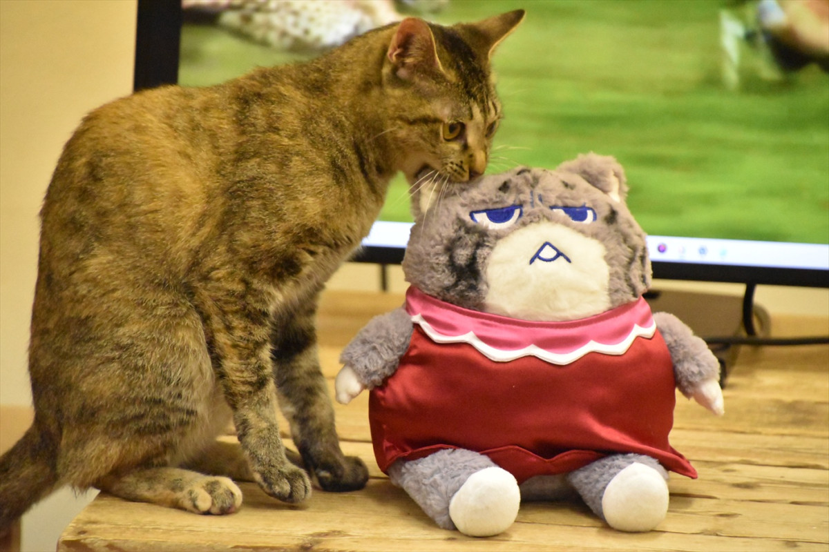 ネコが『劇場版ダーウィンが来た！世界のネコのなかまたち』を観てみたら？　ネコ様試写会実施！