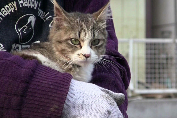 犬と猫と人間と2　動物たちの大震災 