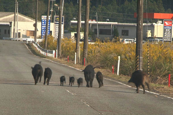 福島 生きものの記録 シリーズ1 ～被曝～