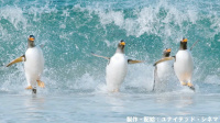 驚き！海の生きもの超伝説 劇場版ダーウィンが来た！