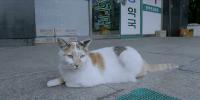 猫たちのアパートメント
