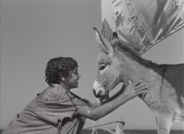 小さなロバ、ビム 4K