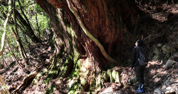 森に聴く Listen to the Forest