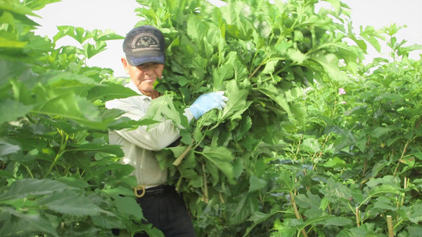 マダム・ソワ・セヴェンヌ